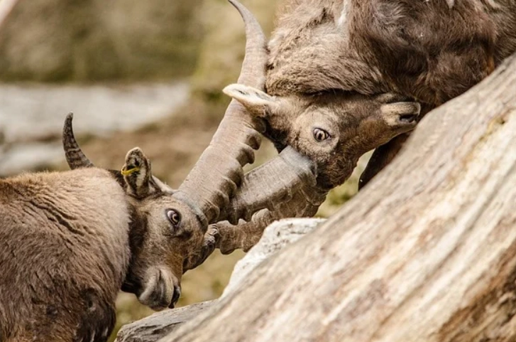 Capricorn personality traits Capricorn personality traits