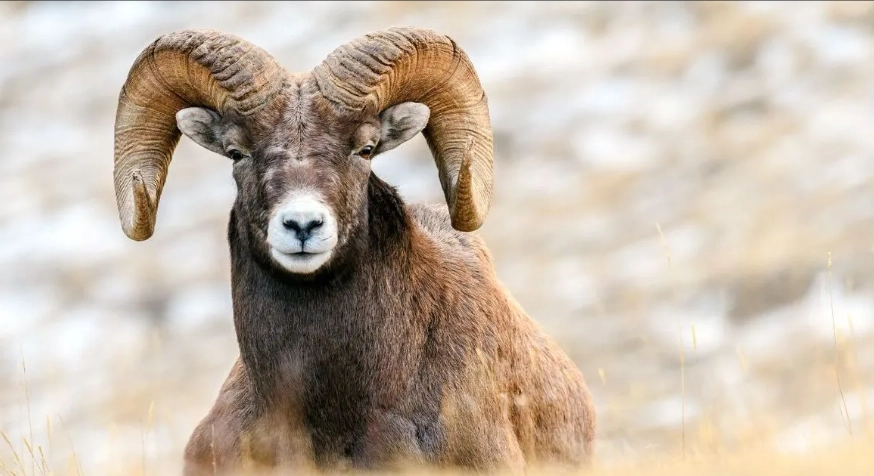 Aries personality traits