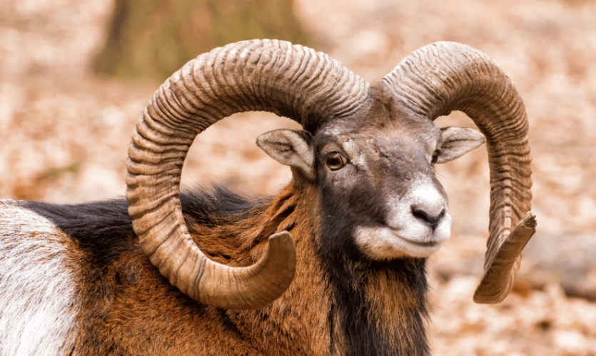 The Ram: A Complete Guide to the Aries Zodiac Sign Animal