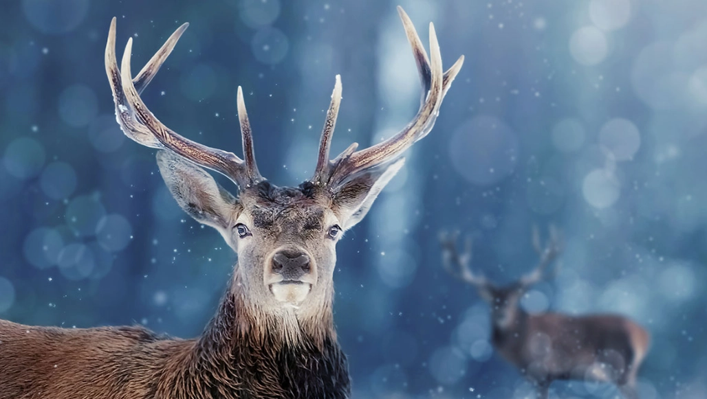 virgo spirit animal virgo spirit animal